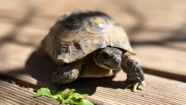 A Messenger Named Toto